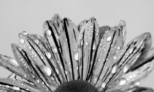 A Spring Writing Prompt for Kids